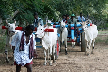 Bullathon, a holiday adventure by Travel Scientists in the real rural India. Explore Tamil Nadu on an ox cart. Holy cow!