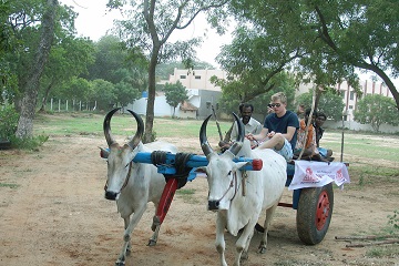 Bullathon, a holiday adventure by Travel Scientists in the real rural India. Explore Tamil Nadu on an ox cart. First you get proper training of course