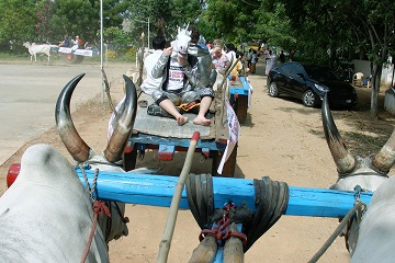 Bullathon, a holiday adventure by Travel Scientists in the real rural India. Explore Tamil Nadu on an ox cart. Dress crazy, put a horse head mask on, but dont anger the bulls