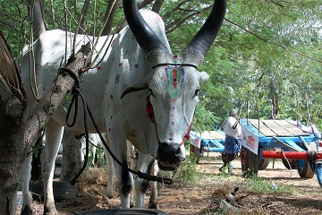 Bullathon, a holiday adventure by Travel Scientists in the real rural India. Explore Tamil Nadu on an ox cart. Sometimes we stop because the bulls have to eat. Refueling stop