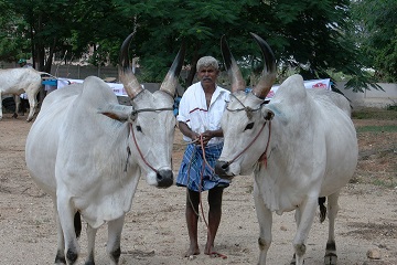 Bullathon, a holiday adventure by Travel Scientists in the real rural India. Explore Tamil Nadu on an ox cart. This old Indian man is the ox master, you need to learn a lot from him